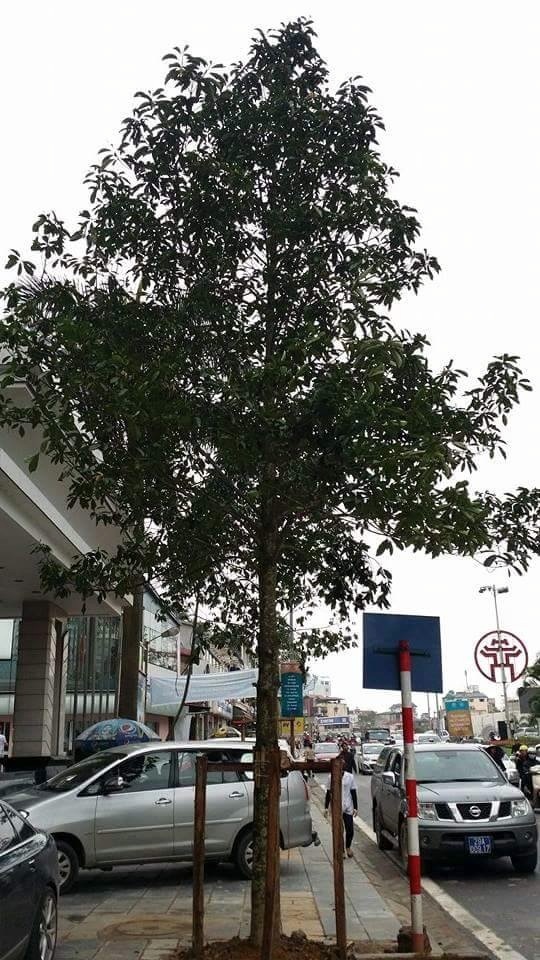 Cây gỗ được công bố là Vàng tâm trên đường Nguyễn Chí Thanh, Hà Nội (ảnh chụp ngày 25/3).