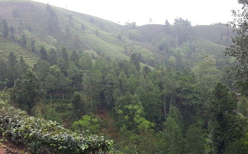 Cây gỗ mỡ được trồng bạt ngàn trên khắp các đồi núi tại xã Đại Lịch, Văn Chấn, Yên Bái.