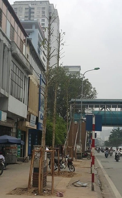 Đi tìm sự thật về hàng cây mới trồng trên đường Nguyễn Chí Thanh - 1 “Đầu nậu” gom cây lên tiếng xác nhận sự thật về cây gỗ mỡ