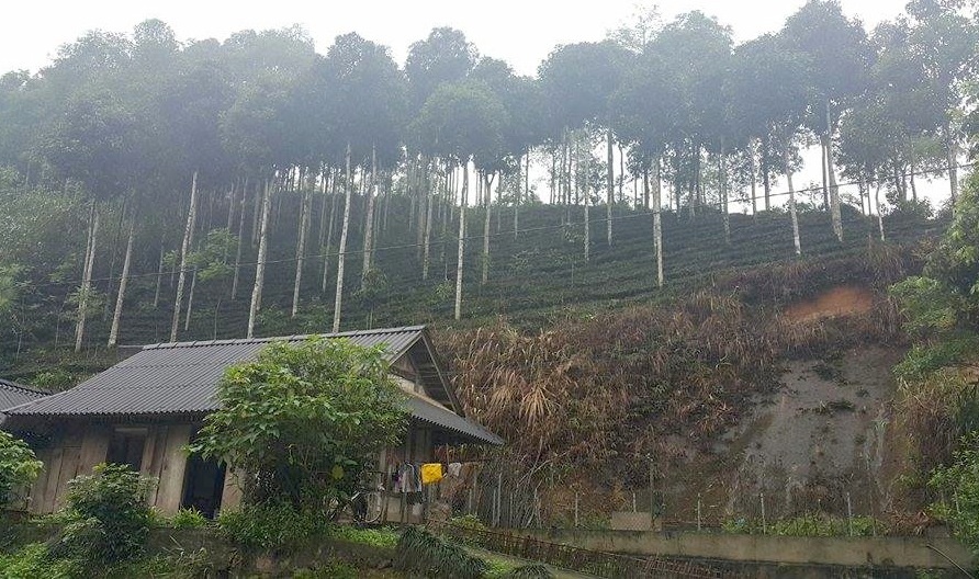 Loại cây gỗ mỡ được rất nhiều hộ gia đình trồng trên đồi tại xã Đại Lịch, Văn Chấn, Yên Bái.