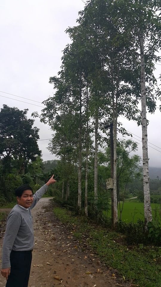 Đi tìm sự thật về hàng cây mới trồng trên đường Nguyễn Chí Thanh - 3 Loại cây gỗ mỡ được rất nhiều hộ gia đình trồng trên đồi tại xã Đại Lịch, Văn Chấn, Yên Bái.