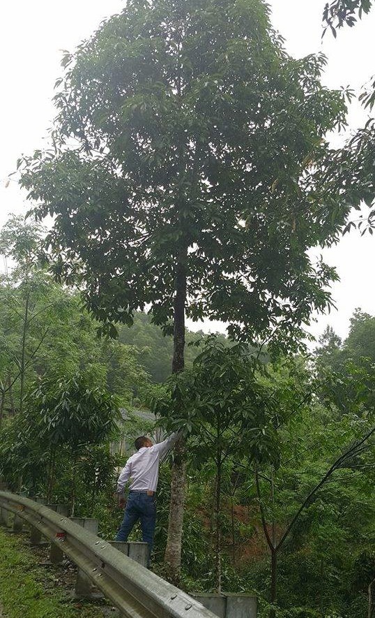 Cây gỗ mỡ tại huyện Văn Chấn, tỉnh Yên Bái.