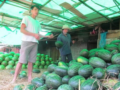 Sau khi bị loại, số dưa hấu này được bán lại cho người dân với giá 10.000 - 20.000 đồng/quả.