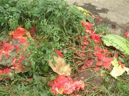 Do nắng nóng nhiều ngày khiến một lượng dưa hấu chưa kịp xuất khẩu đã bị hỏng.