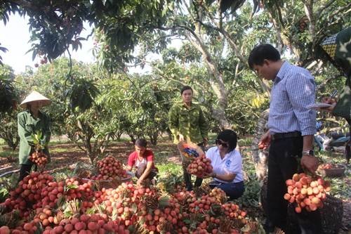 Công ty đến thu mua vải ngay tại vườn của bà con.