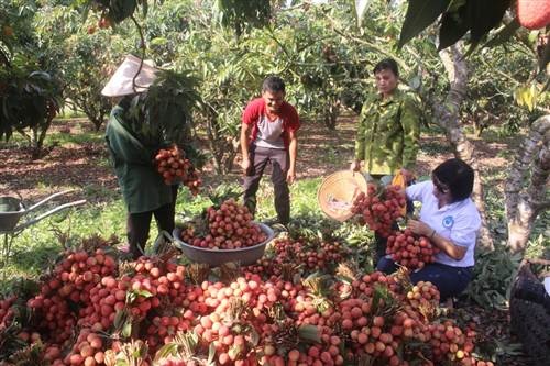 Việc đóng gói vải xuất khẩu phải theo quy trình chặt chẽ.