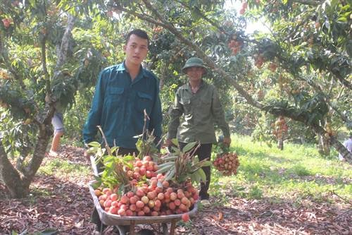 Niềm vui của bà con xã Tân Mộc trong ngày thu hoạch vải xuất Mỹ.