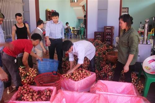 Việc đóng gói vải xuất khẩu phải theo quy trình chặt chẽ.