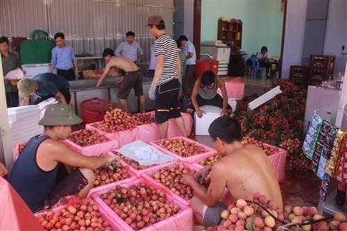 Việc đóng gói vải xuất khẩu phải theo quy trình chặt chẽ.