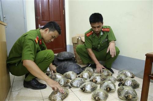 Liên tiếp bắt giữ nhiều vụ vận chuyển hàng nhập lậu - 3 Công an huyện Cao Lộc đã phát hiện và bắt giữ gần trăm kg rùa quý hiếm.