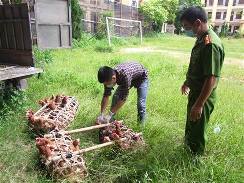 Liên tiếp bắt giữ nhiều vụ vận chuyển hàng nhập lậu - 2 Số gà thịt siêu trứng thải loại bị lực lượng chức năng thu giữ.