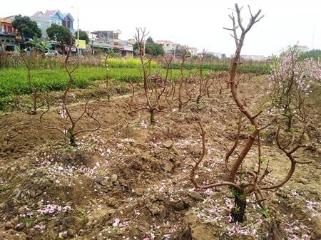 Xót xa cảnh người dân “phá”… vườn đào trước Tết - 6 Nhiều vườn đào đã bị người dân bứt hoa, chặt bỏ cành.