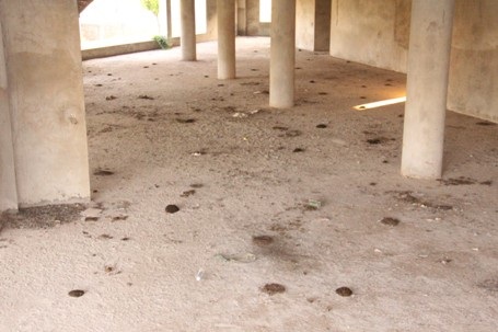 Dự án trở thành nơi cho trâu bò cư trú, phóng uế