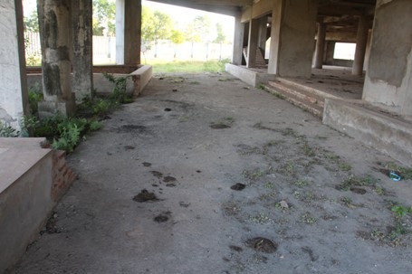 Dự án trở thành nơi cho trâu bò cư trú, phóng uế