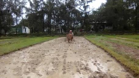 Tranh thủ làm đất để cấy lúa