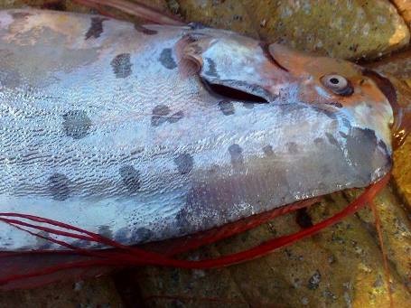 Con cá Mái chèo trôi dạt vào bãi biển