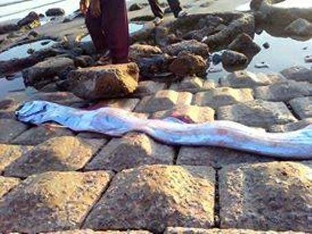 Con cá Mái chèo trôi dạt vào bãi biển