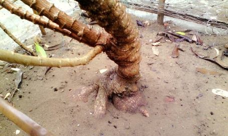 Cây sắn “lạ” có tán rộng hơn 10m - 3 Cây sắn đã có rất nhiều củ, nhiều củ to bằng bắp chân trồi lên khỏi mặt đất