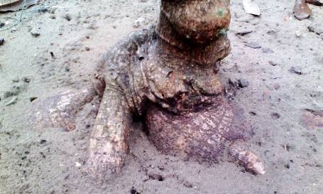 Cây sắn “lạ” có tán rộng hơn 10m - 4 Cây sắn đã có rất nhiều củ, nhiều củ to bằng bắp chân trồi lên khỏi mặt đất