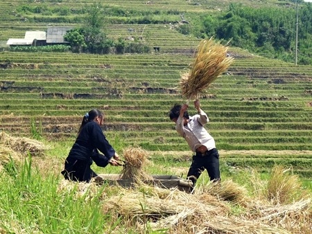 Người Tày ở Thung lũng Mường Hoa vẫn giữ nguyên tập quán đập lúa