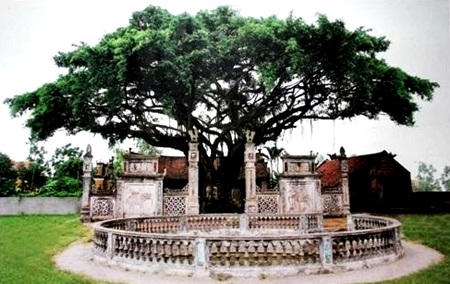 Sanh đại thụ hơn 200 tuổi được công nhận "Cây di sản Việt Nam" - 6 Nhìn xa cây sanh như một chiếc lọng che chở, bảo vệ