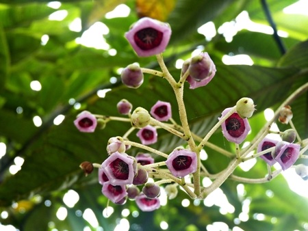 Xuân về trên đỉnh Hàm Rồng