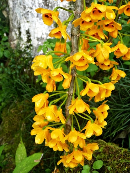 Xuân về trên đỉnh Hàm Rồng