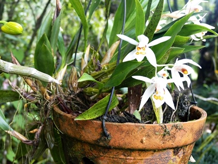 Xuân về trên đỉnh Hàm Rồng