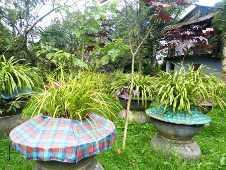 Xuân về trên đỉnh Hàm Rồng