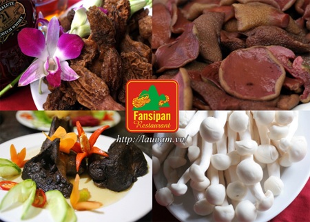 Một số loại nấm tại nhà hàng lẩu nấm Fansipan