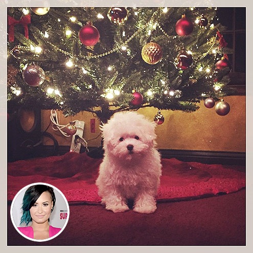 “Sao” tưng bừng đón Giáng sinh - 4 Sao chơi Noel