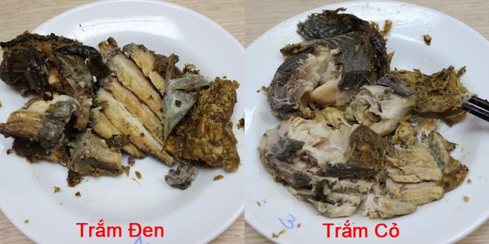 Cá kho làng Vũ Đại, đặc sản khi xuân về - 1 Hình ảnh phân biệt cá kho trắm đen và trắm cỏ