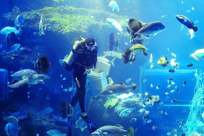 Vinpearl Land - Lựa chọn số 1 cho kỳ nghỉ - 6 Màn trình diễn cho cá ăn đầy lí thú mỗi ngày tại thủy cung.