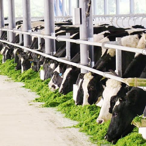Theo chân gia đình Hoàng Bách tham quan trại bò sữa xuất sắc nhất Việt Nam - 3 Trang trại Vinamilk Nghệ An là trang trại đầu tiên đạt chuẩn Global G.A.P ở Việt