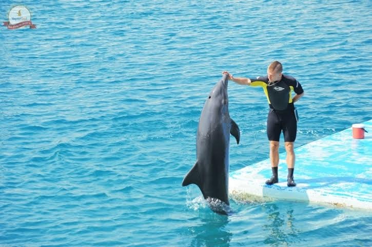 Rộn ràng Lễ hội Carnival tại Vinpearl Land Nha Trang - 4 Những chú cá heo thông minh và thân thiện