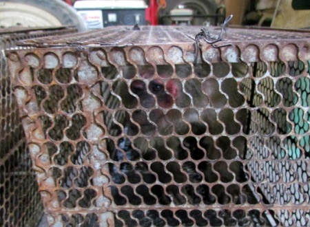 Cá thể khỉ mặt đỏ hiếm hoi vẫn còn sống được thu giữ.