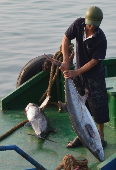 Những con cá ngừ trở về sáng 28 tháng Chạp.
