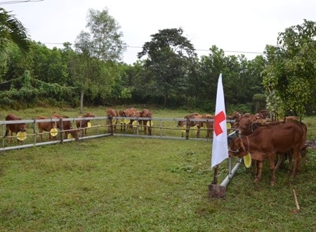 Số bò giống được Phó Thủ tướng Hoàng Trung Hải tặng cho người dân huyện Sơn Hà.
