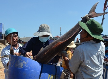 Đưa cá lên giỏ để chuyển về chợ bán.