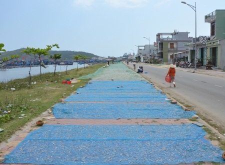 Tháng Giêng, ngư dân “bội thu” cá cơm - 5 Bội thu cá cơm, người dân phơi cá cơm kín các con đường ở Sa Huỳnh.