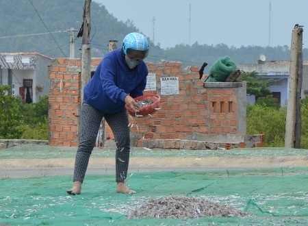 Tháng Giêng, ngư dân “bội thu” cá cơm - 4 Bội thu cá cơm, người dân phơi cá cơm kín các con đường ở Sa Huỳnh.