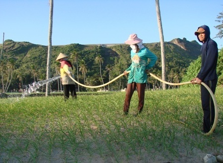 Sản xuất hành, tỏi là hàng nông sản tiêu biểu của người dân Lý Sơn.