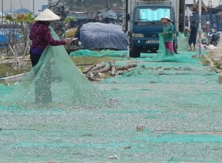 Tháng Giêng, ngư dân “bội thu” cá cơm - 7 Thu hoạch cá cơm khô.