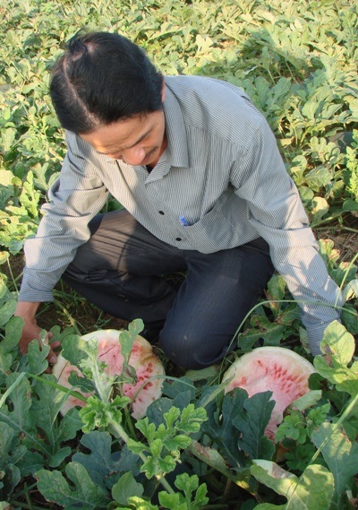 Dưa hấu bỏ chín héo ngoài đồng ruộng.