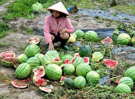 Cửa khẩu thông quan, thương lái vẫn “biệt tăm” - 3 Người trồng dưa đau lòng bên những trái dưa chín héo trên đồng.