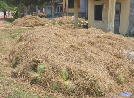 Cửa khẩu thông quan, thương lái vẫn “biệt tăm” - 2 Những đống dưa chờ thương lái và các đơn vị hảo tâm đến mua.