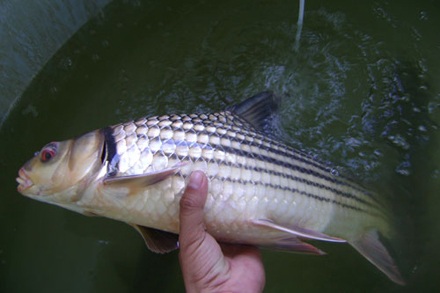 Giải cứu loài cá bí ẩn trên dòng Mê Kông - 1 Giải cứu loài cá bí ẩn trên dòng Mê Kông - 1