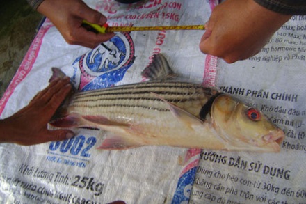 Giải cứu loài cá bí ẩn trên dòng Mê Kông - 2 Giải cứu loài cá bí ẩn trên dòng Mê Kông - 2