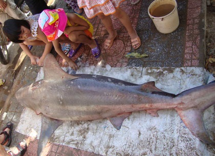 Cá mập sa lưới tại vùng biển Quy Nhơn - 2 Cá mập sa lưới tại vùng biển Quy Nhơn - 2