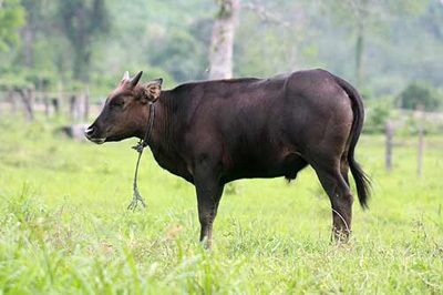 Theo dấu chân bò tót - 3 Theo dấu chân bò tót - 3